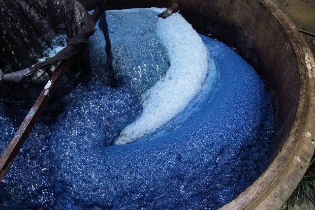 How is GRAYE's Indigo dye extracted - G R A Y E